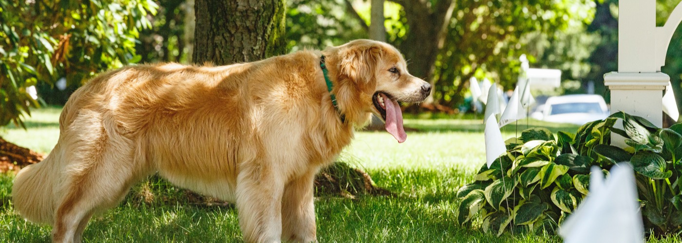 DogWatch of Metro Detroit, Washington Township, Michigan | Outdoor Hidden Dog Fences Slider Image